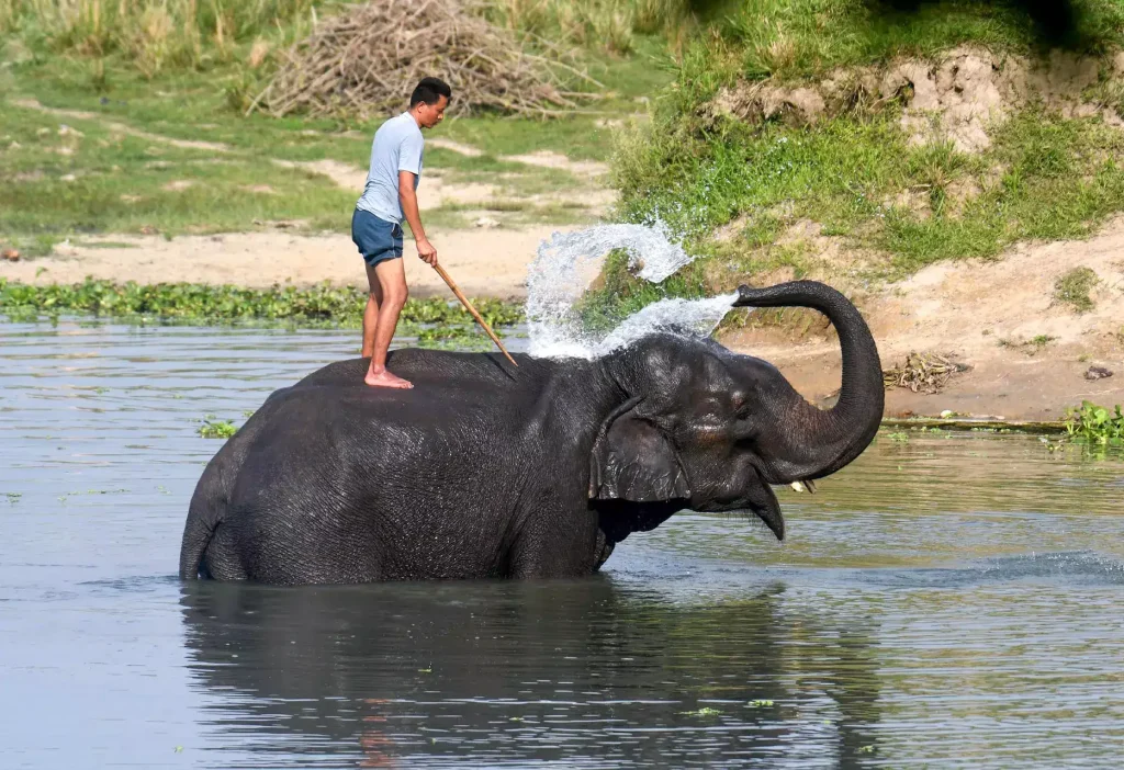 Assam’s Pobitora Wildlife Sanctuary Welcomes Increased Tourism and Revenue