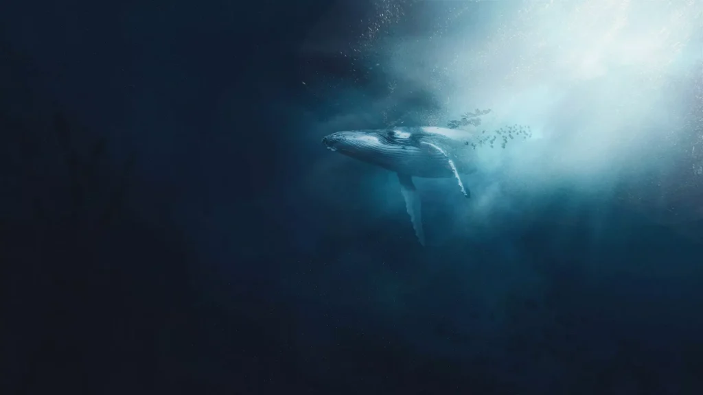 Whale Songs Inspire Tourists to Support Ocean Conservation Efforts