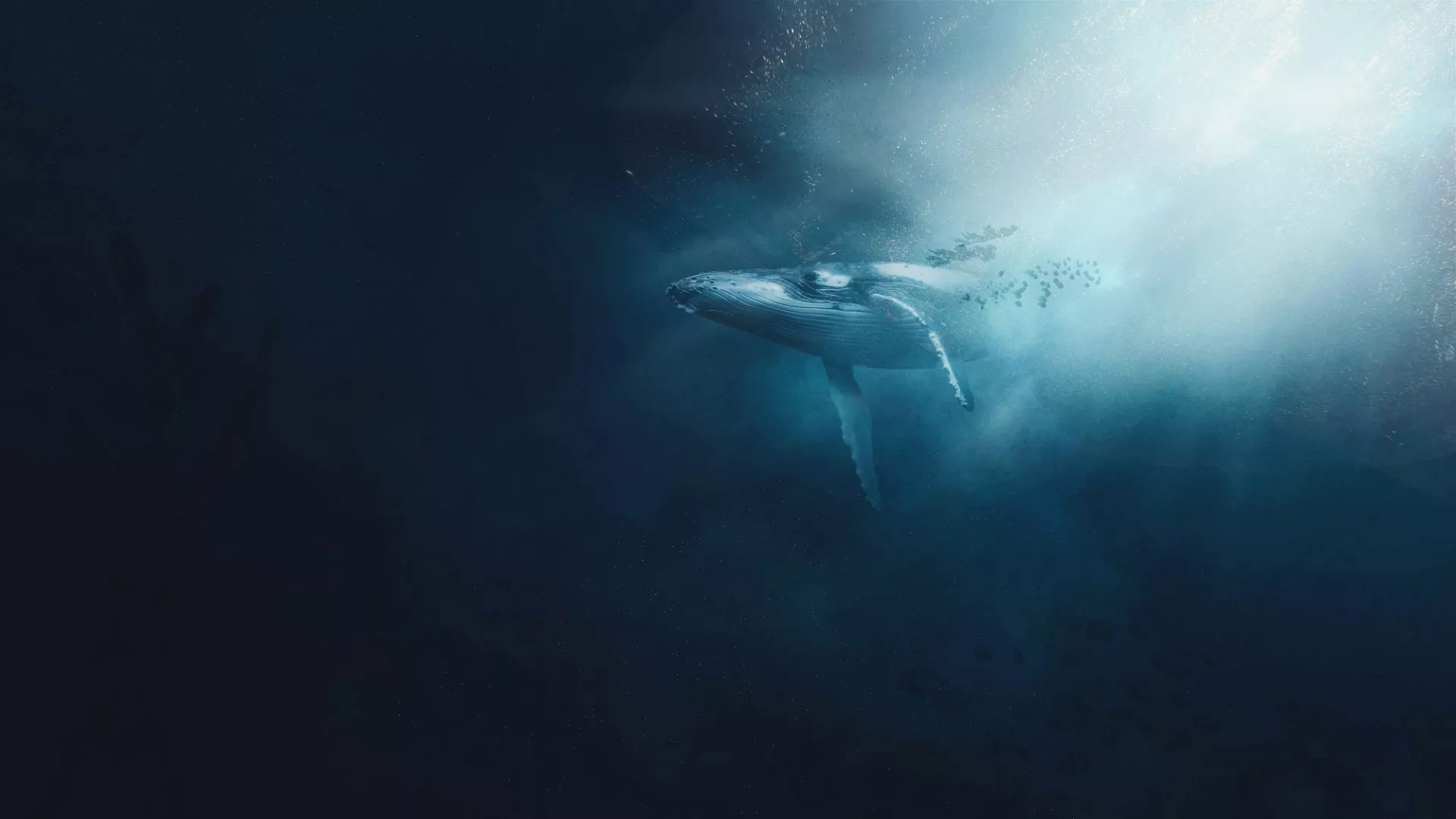 Whale Songs Inspire Tourists to Support Ocean Conservation Efforts