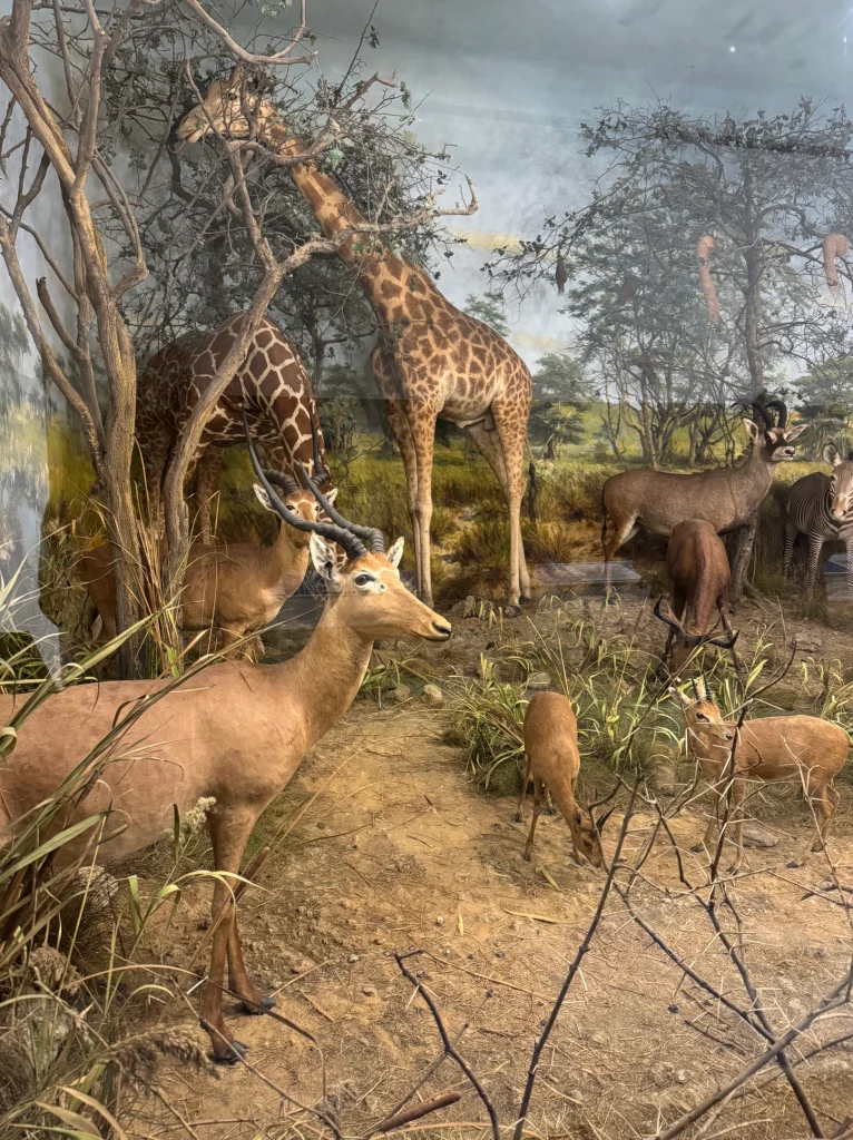 Reinterpreting Exhibits: Lessons from the Powell-Cotton Museum and Beckford’s Tower