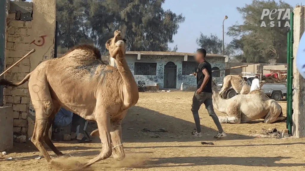 Health Risks Relating to Camel Activities in Tourism Ventures