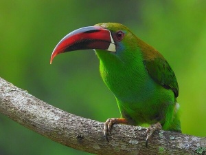 Colombia’s Remarkable Surge in Tourism and Birdwatching