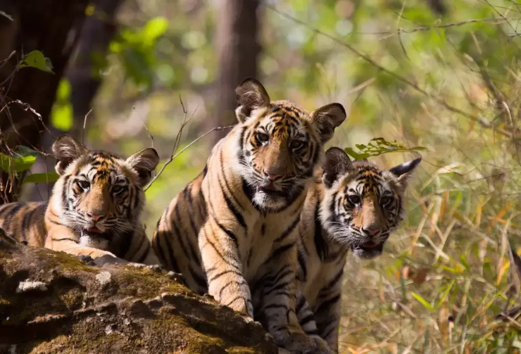 Updated Tourist Restrictions in Sundarbans Tiger Reserve: A Seasonal Conservation Initiative