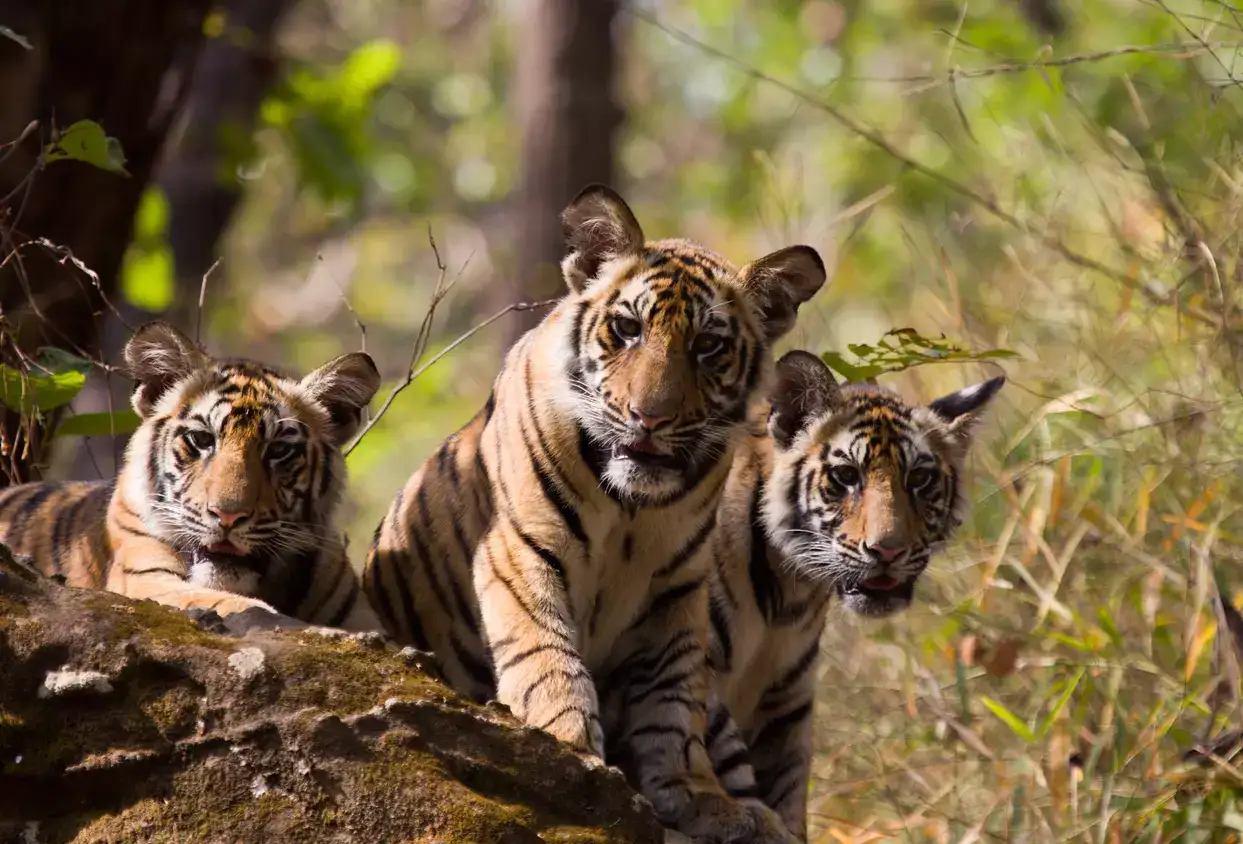 Updated Tourist Restrictions in Sundarbans Tiger Reserve: A Seasonal Conservation Initiative