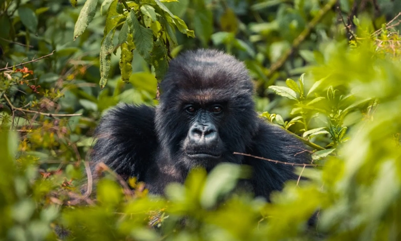 Rwanda’s Tourism Sector Soars: Economic Impact and Job Growth in 2024