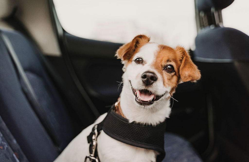 Essential Questions for Traveling with Your Canine Companion