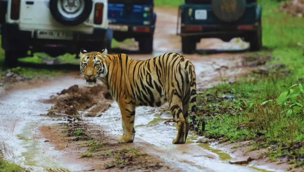 Transforming Wildlife Tourism in Tadoba: A High-End Experience