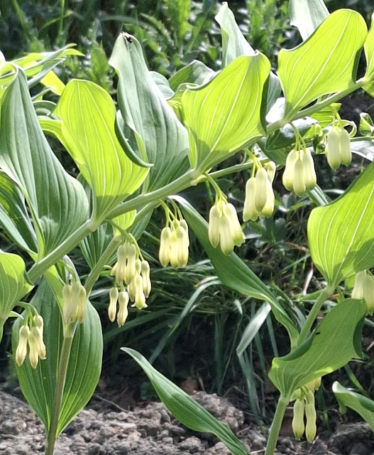 Discovering the Benefits of Solomon’s Seal in Everyday Life