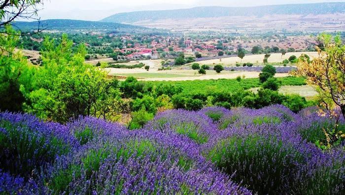 Discovering the Allure of Kuyucak: Turkey’s Enchanting Lavender Village