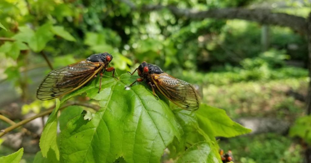 The Rhythm of Cicadas: Nature’s Summer Symphony