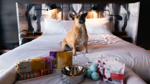 A Luxurious Getaway for Four-Legged Friends: Exploring Ovolo’s V.I.Pooch Experience