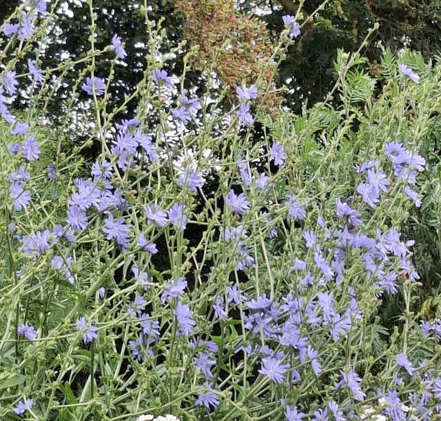 The Fascinating World of Chicory: Uses, Folklore, and More