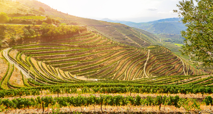 Exploring the Marvels of Wine Tourism in Southeastern Sicily