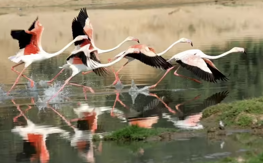 Gautala Sanctuary’s Temporary Closure: What You Need to Know