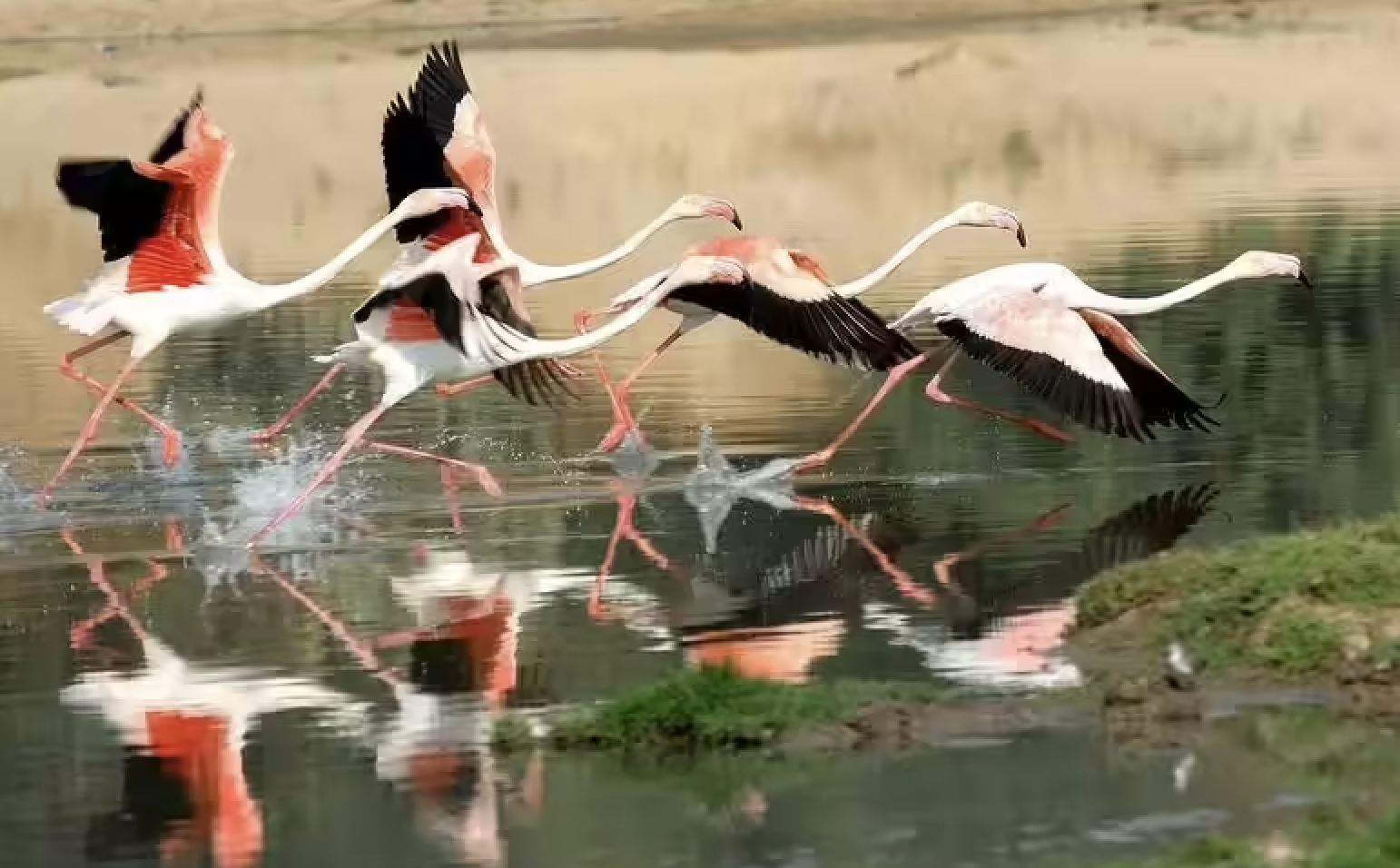 Gautala Sanctuary’s Temporary Closure: What You Need to Know