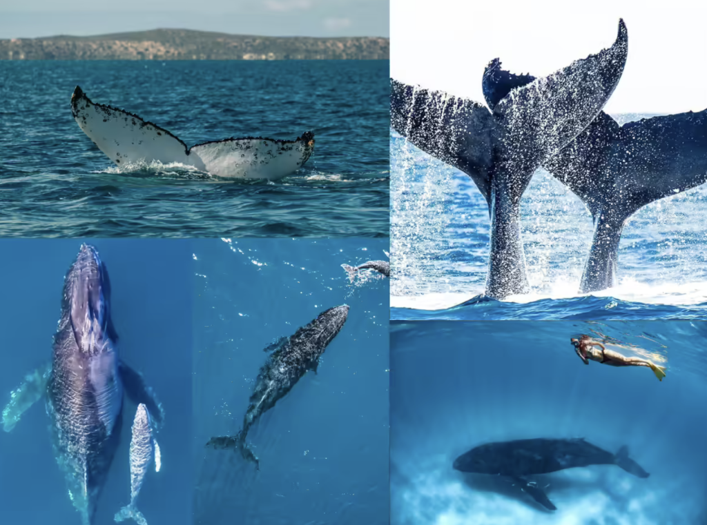 Western Australia Welcomes Back Humpback Whales for Marine Tourism