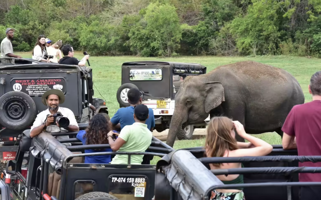 The Gathering of Giants: A Spectacle for Wildlife Enthusiasts in Sri Lanka