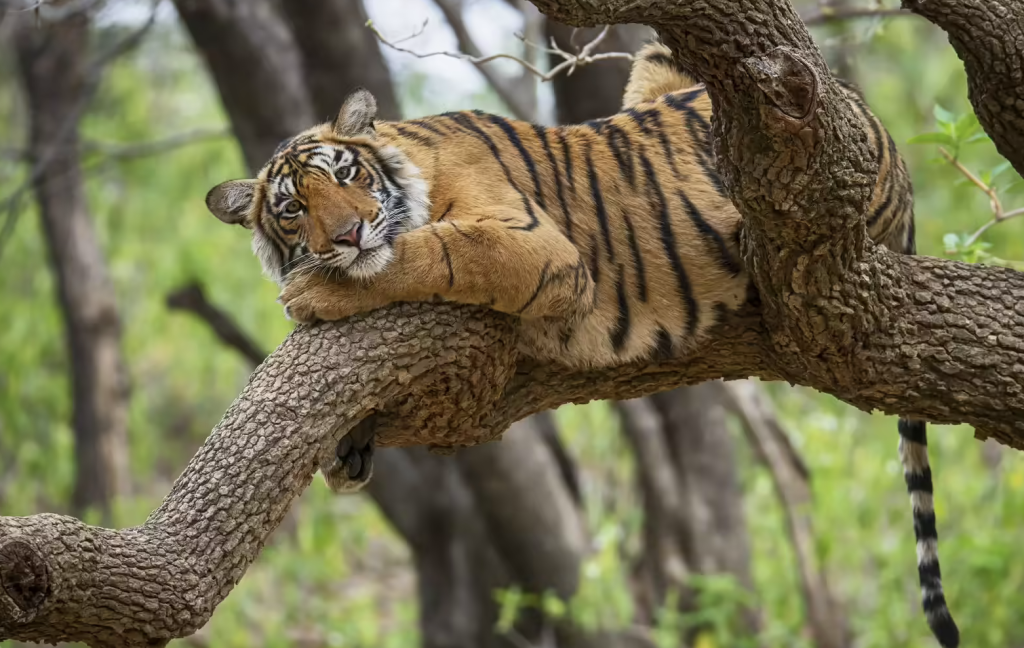 Haryana Set to Launch Asia’s Largest Jungle Safari in Aravalli Hills