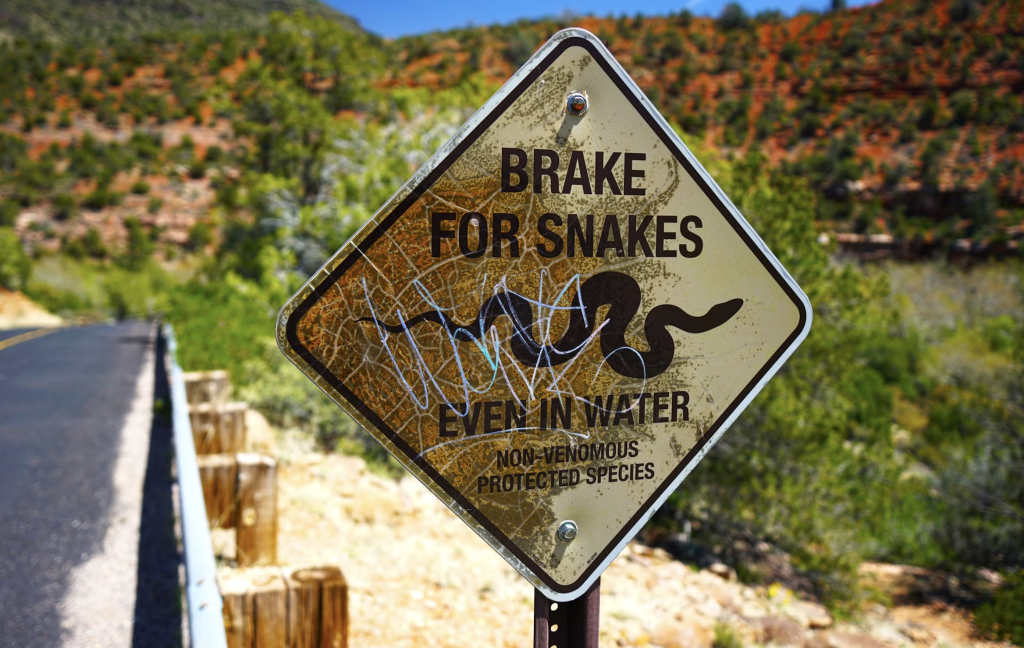 Arizona: A Hidden Gem Beyond Its Snakes