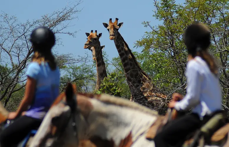 Five Luxurious Hotels for Horse Lovers to Unwind