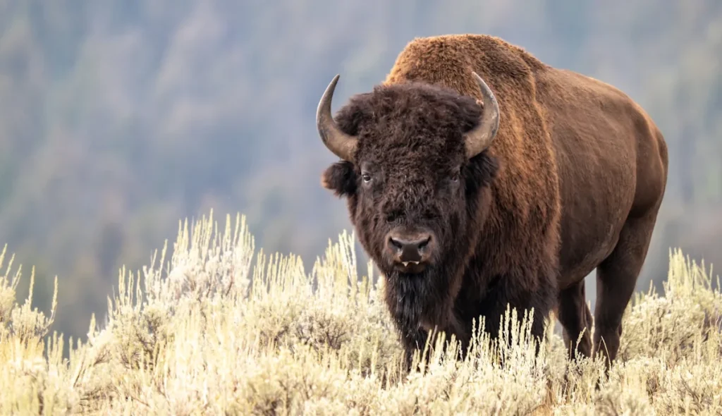 Tourist Caution Urged: Bison Encounter in Yellowstone
