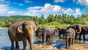 Discover the Thrills of Cricket Tours to Sri Lanka by Just Go! Holidays