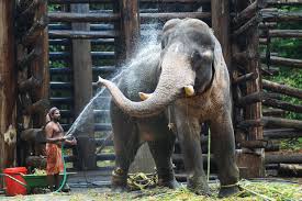 Understanding the Impact of Economic Hardships on Animal Welfare in Tourist Areas