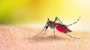UK Health Advisory on Chikungunya Virus Following Rise in Cases