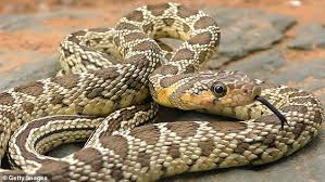 Mallorca Confronts the Surge of Non-Native Snake Species