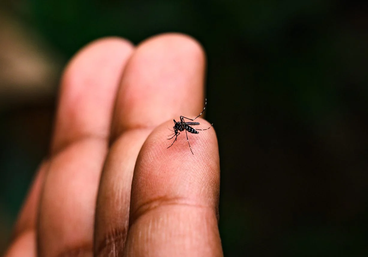 Increase in Chikungunya Cases in England and Its Impact on Travelers