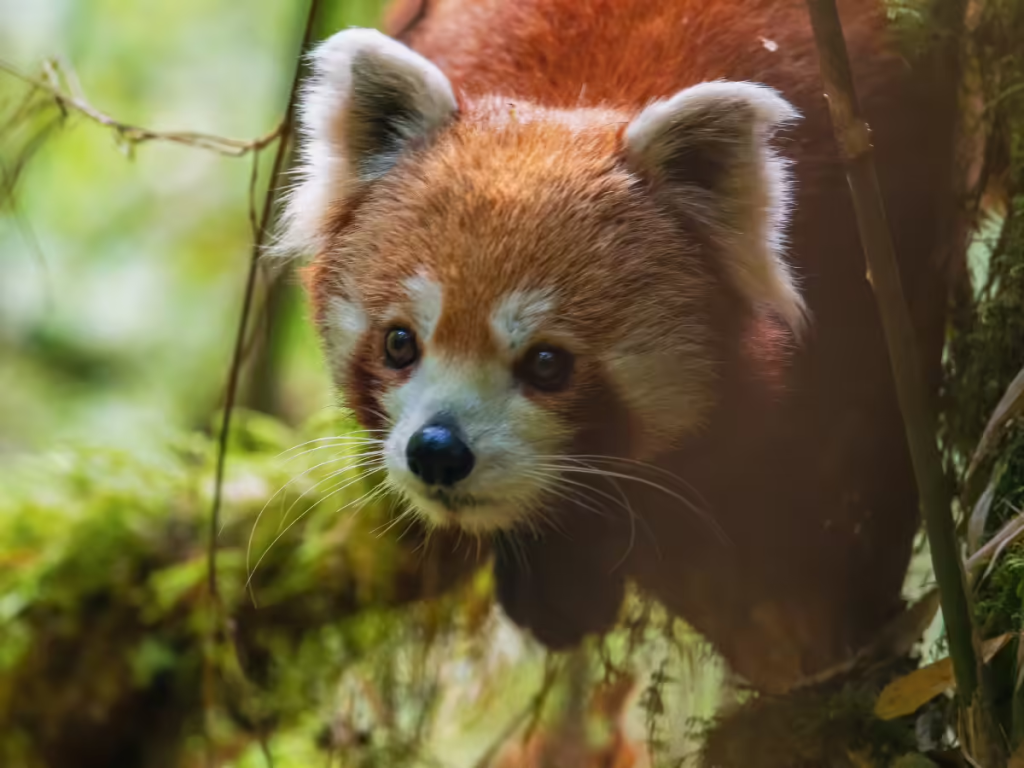 Eco-Friendly Hospitality Comes to Nepal with Red Panda Outpost