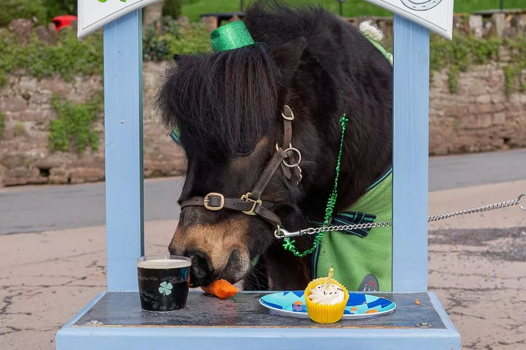 How Patrick the Pony Became a Local Sensation