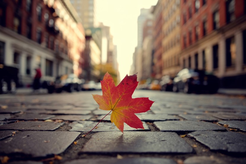 Experience Autumn’s Charm: The Best Hotels in New York City for the Fall Foliage