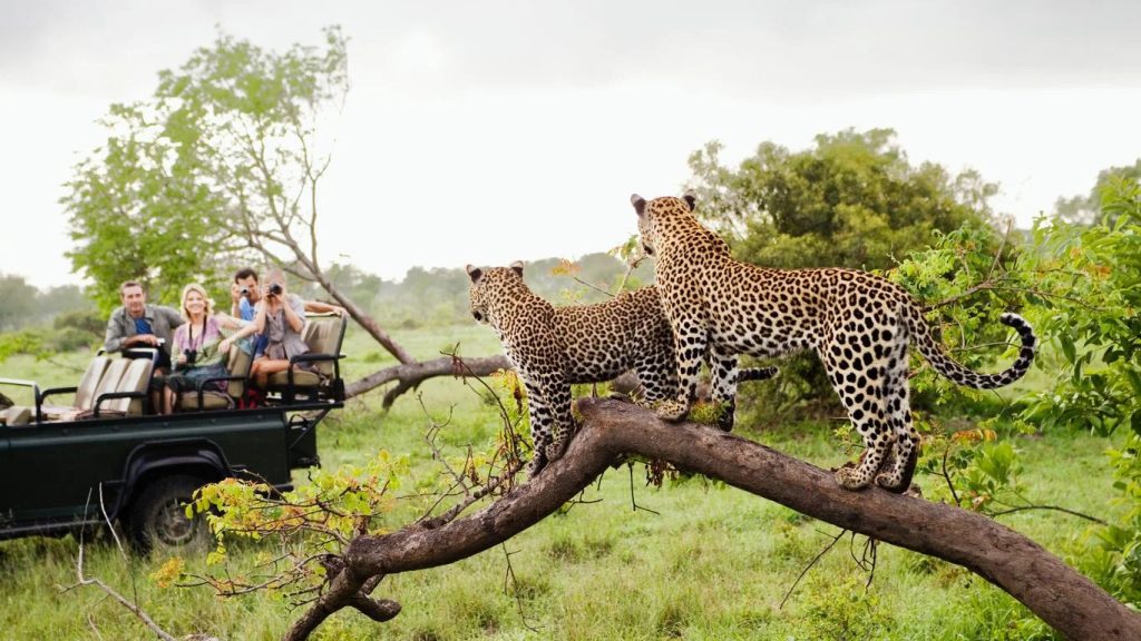 Discovering the Beauty: Kruger National Park’s September Safari Experience