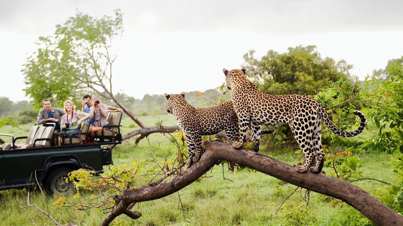 Discovering the Beauty: Kruger National Park’s September Safari Experience