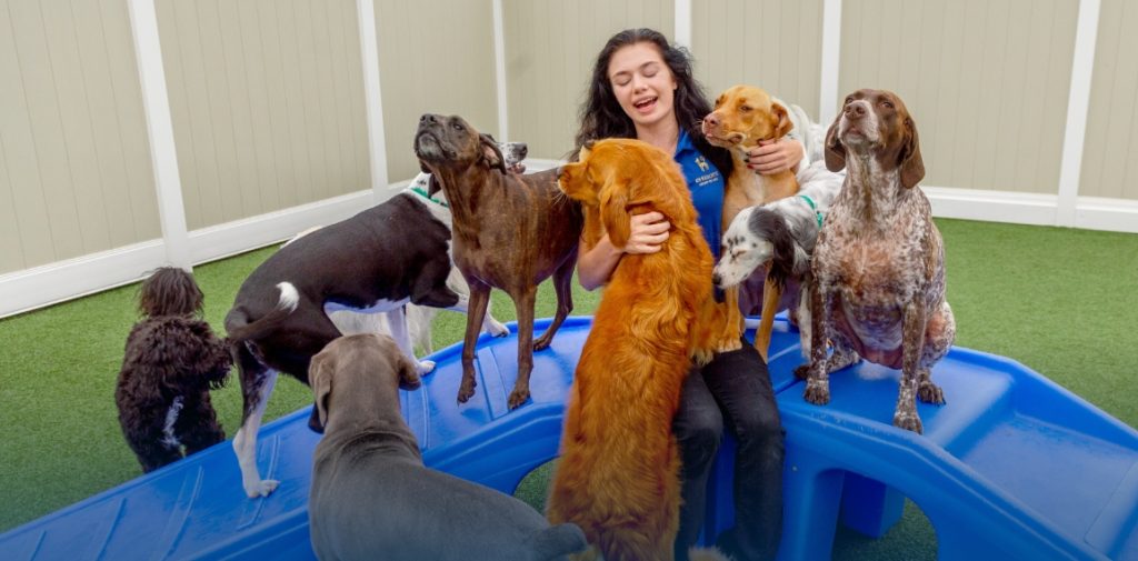 K9 Resorts Expands to Michigan with Local Franchise Partnership