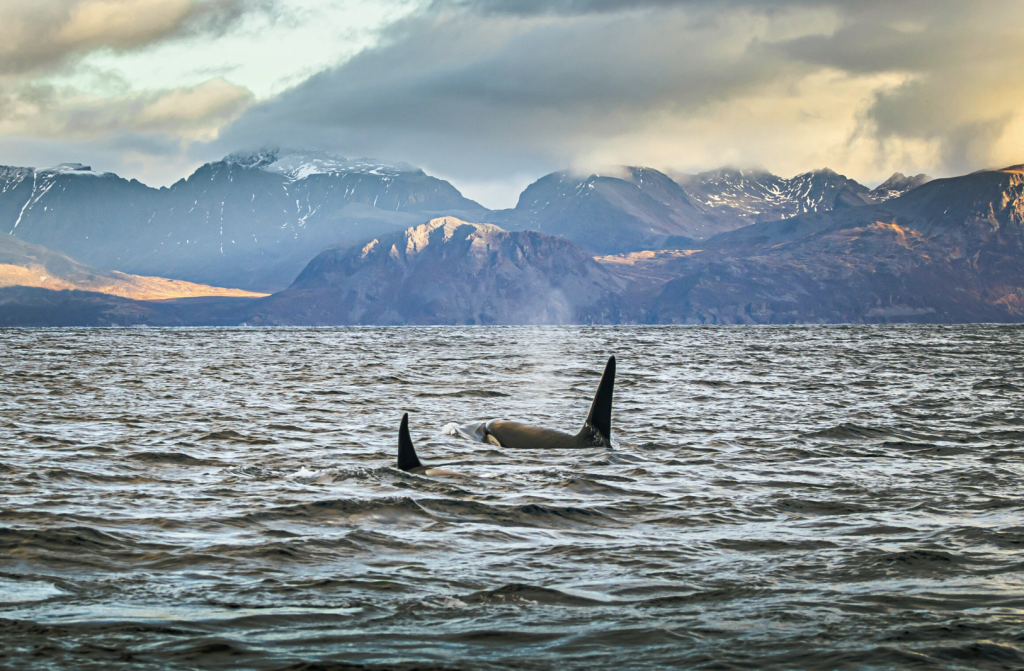 Explore the Extraordinary “Auroras & Orcas” Experience in Northern Norway