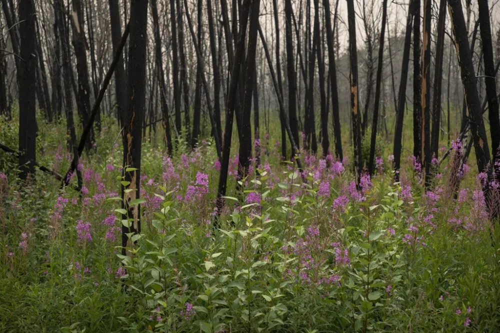 How Wildfires Are Curtailing Tourism in Jasper and Affecting Local Travel Services