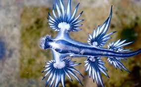 Three More Costa Blanca Beaches Closed to Tourists Over Blue Dragon Sea Slugs Sightings