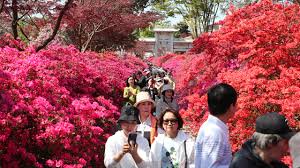 Exploring South Jeolla’s New Half-Price Travel Programs and What They Mean for Tourists