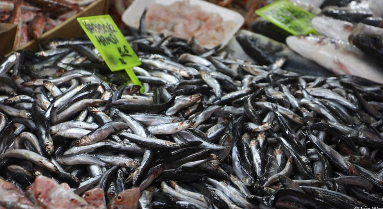Turkey’s Hamsi: A Culinary Jewel of the Black Sea Region and Its Enduring Cultural Significance