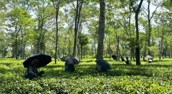 Assam Boosts Tourism with Innovative Tea Garden Hospitality and Heritage Experiences