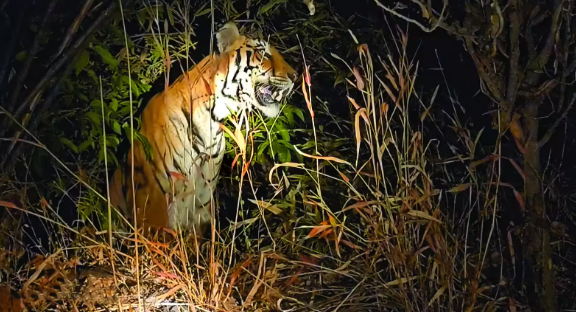 Odisha’s Debrigarh Wildlife Sanctuary Ushers in a New Era as India’s Latest Tiger Reserve