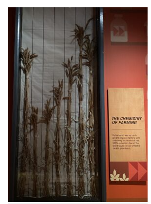 Exploring the Genetic Revolution in Wheat and Its Future Impact on Nutrition and Agriculture