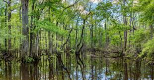 Exploring South Carolina’s Hidden Natural and Cultural Treasures Away from the Tourist Trail