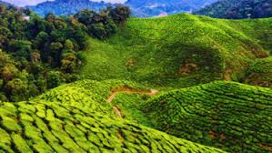Asia’s Most Popular Rural Escapes Revealed, Featuring Munnar and Other Highland Gems