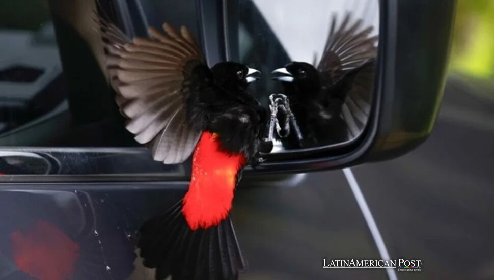 How Costa Rica’s Arenal Volcano Transformed Wellness Travel and What It Means for Your Next Ride
