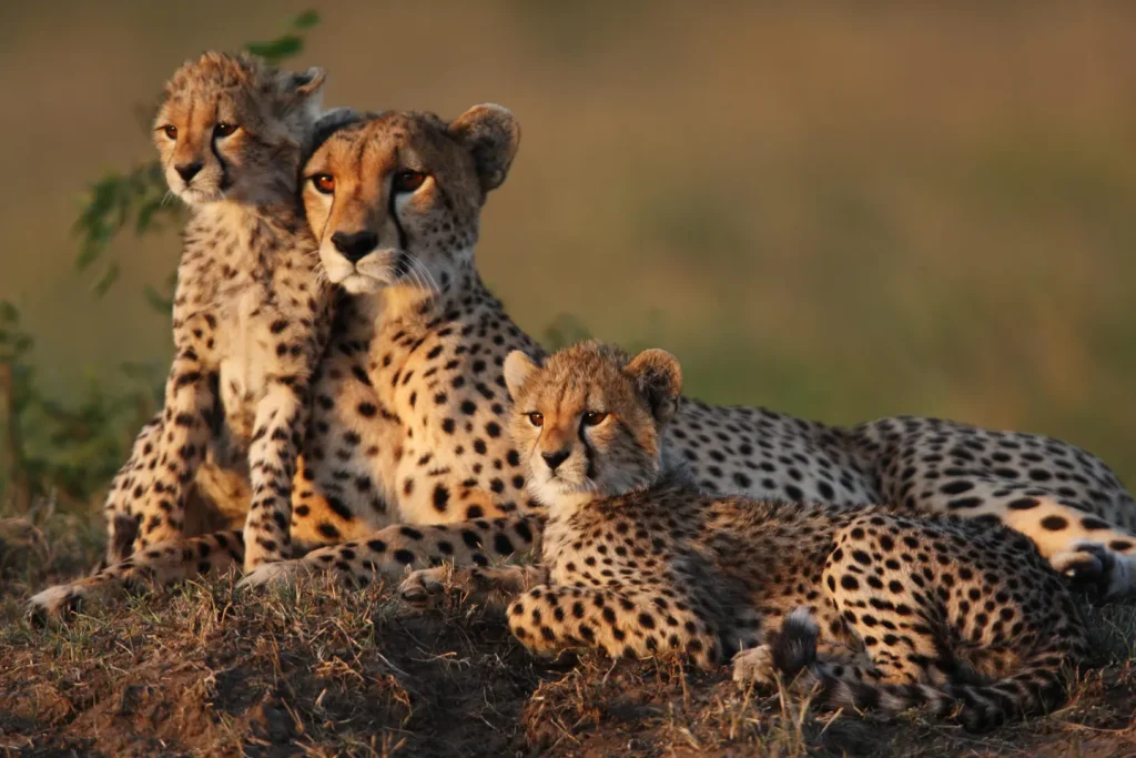 Explore Five Remarkable Wildlife Safaris Offering Once-in-a-Lifetime Encounters