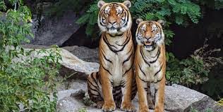 Arunachal Pradesh Unveils New Ecotourism Projects at Kamlang Tiger Reserve and Beyond