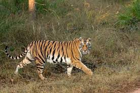 Explore Satpura Tiger Reserve with Pugdundee Safaris’ New Walking & Mobile Safari Edition
